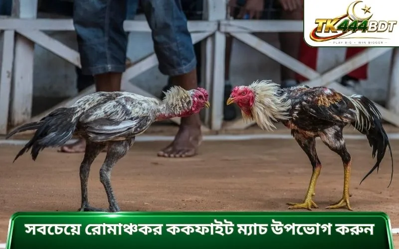 সবচেয়ে রোমাঞ্চকর ককফাইট ম্যাচ উপভোগ করুন